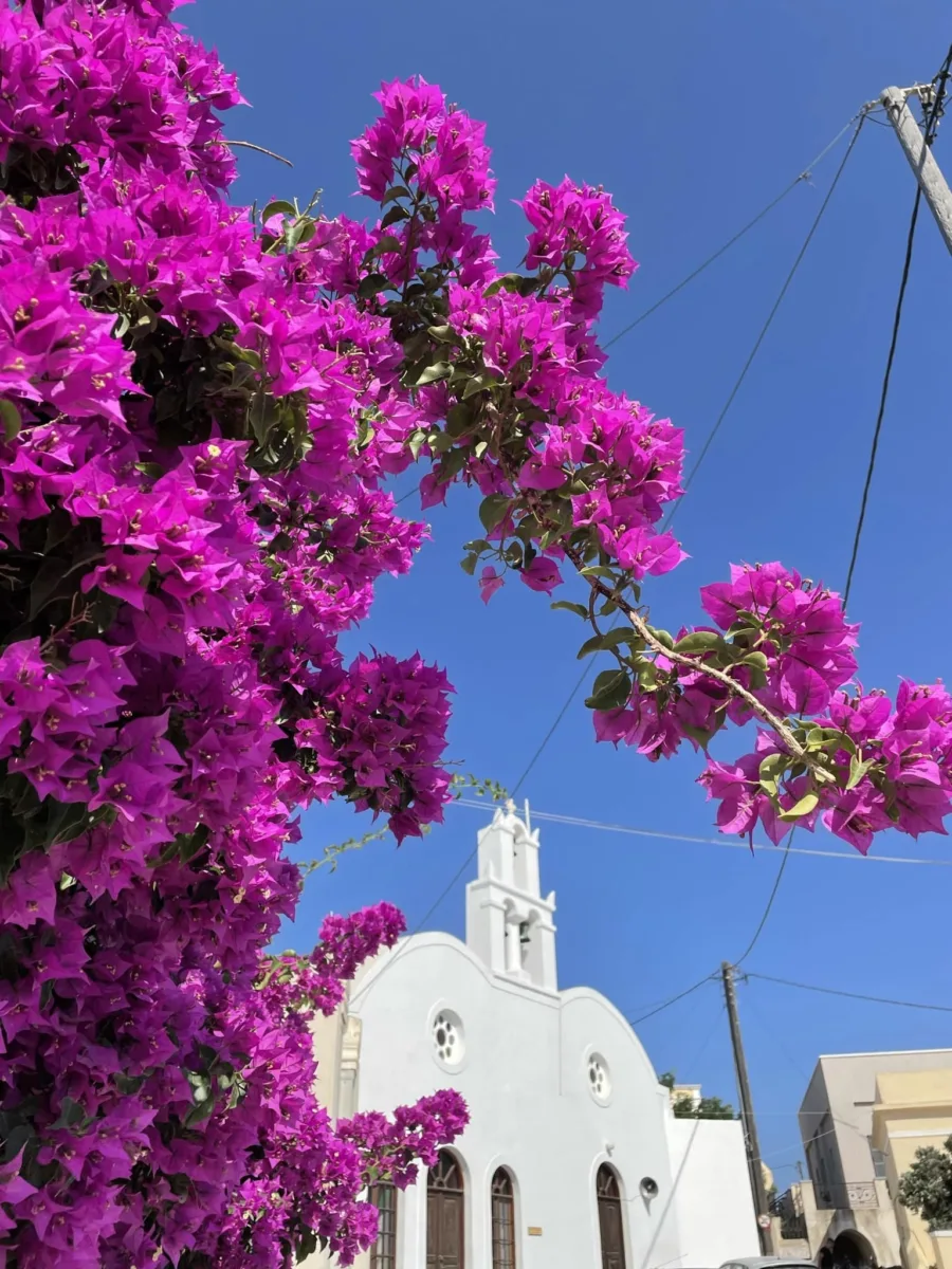 beautiful white house with pink flowers in pyrgos