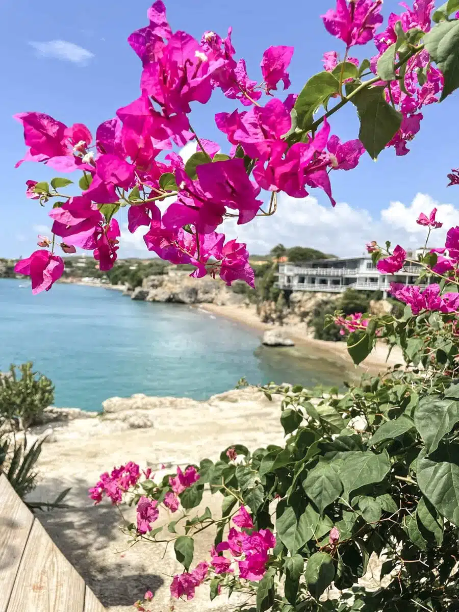 Playa Forti view from restaurant over Beach with pink flowers