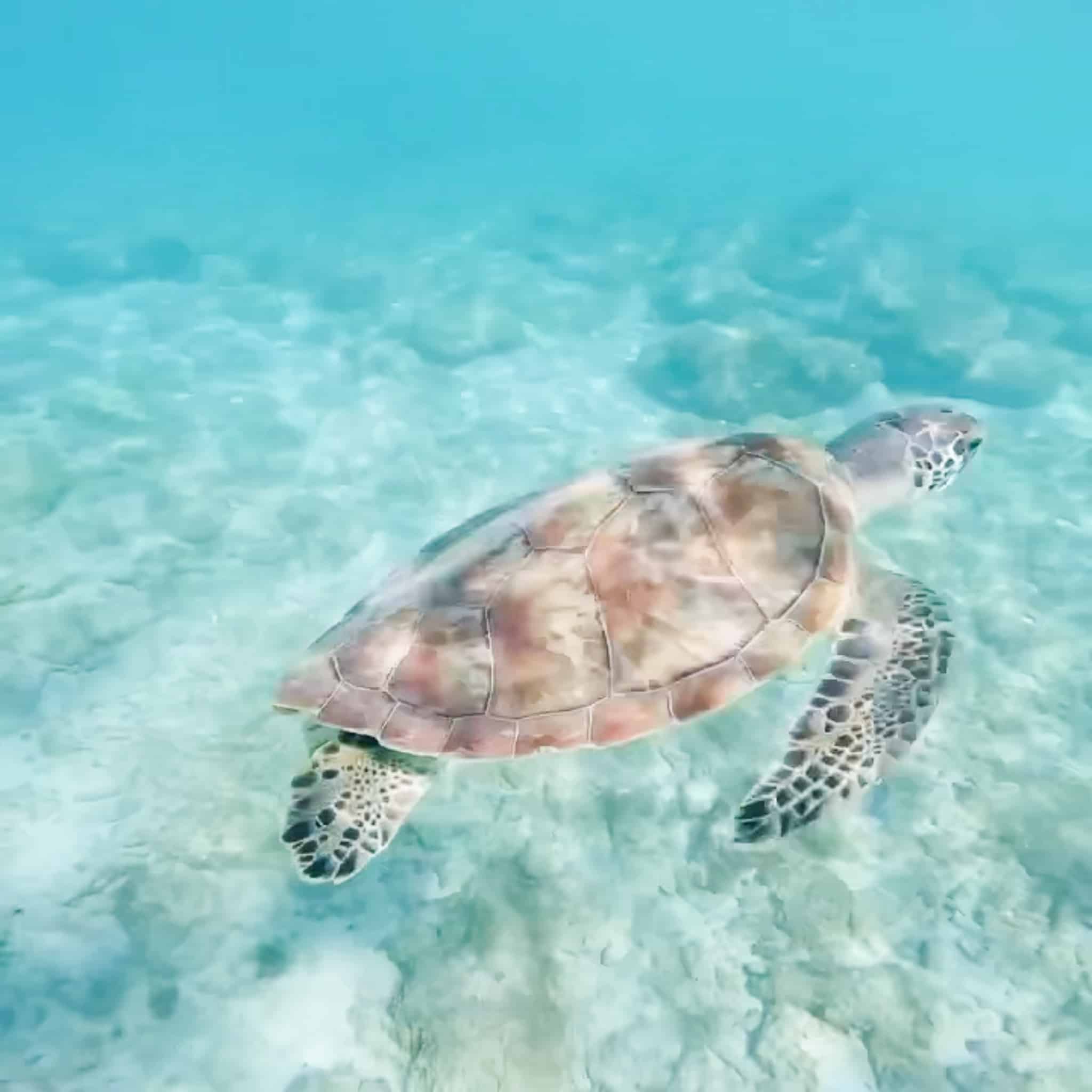 10 Best Beaches For Snorkeling in Curacao (With Map)