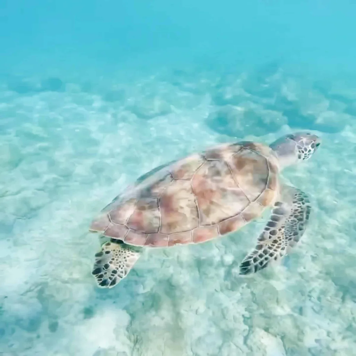 sea turtle in curacao