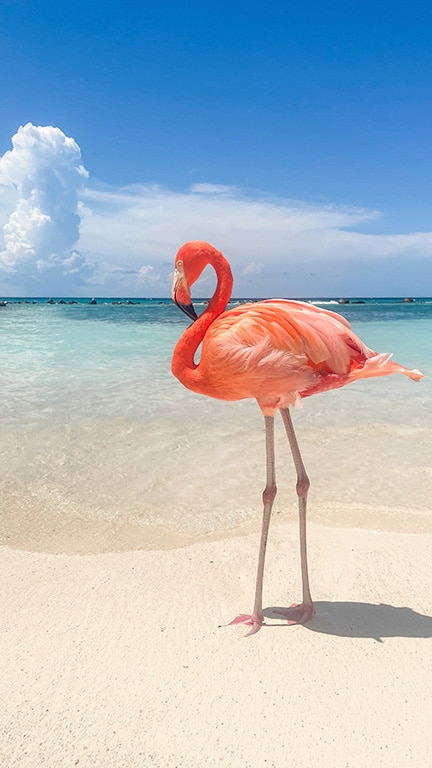 Beautiful pink flamingo posing in front of the water at Renaissance Island