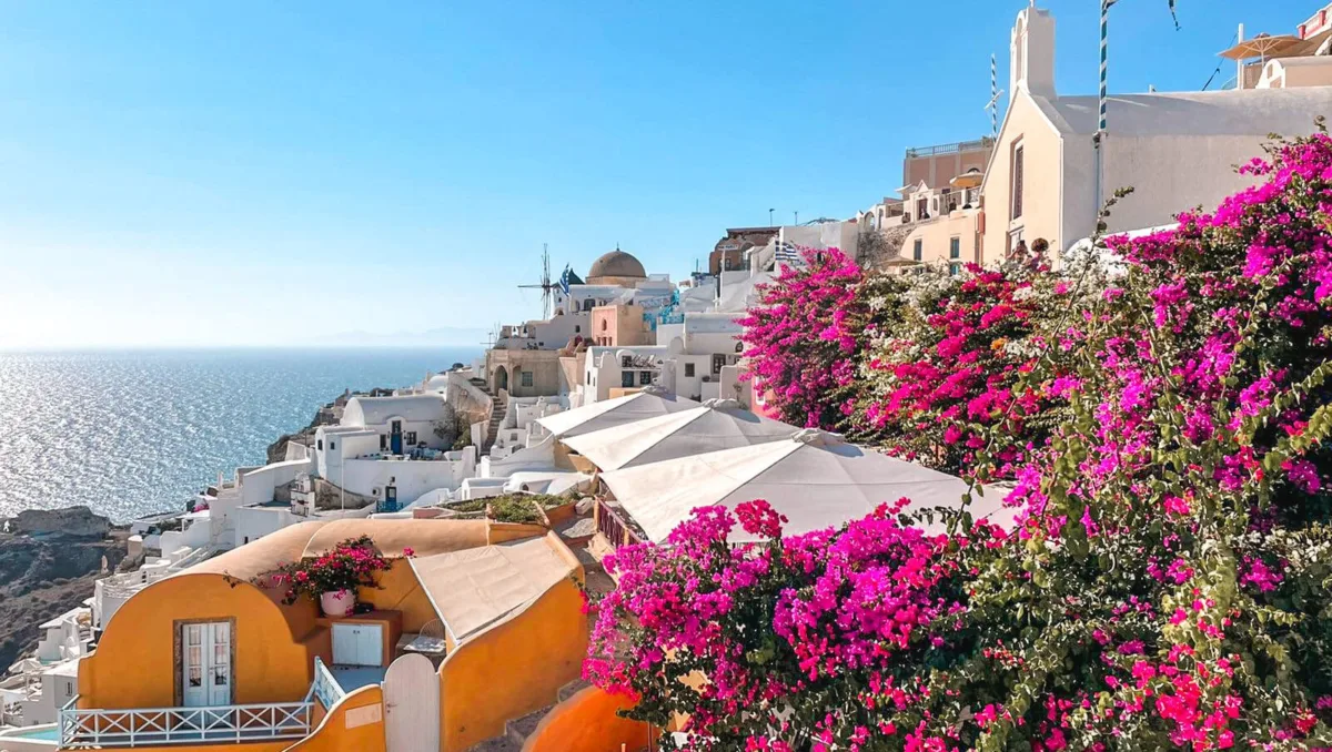 Santorini Oia pink bougainvillea in front of white washed houses and blue sea 