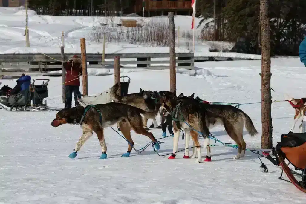 Dogs with Sleigh in Yukon, Canada