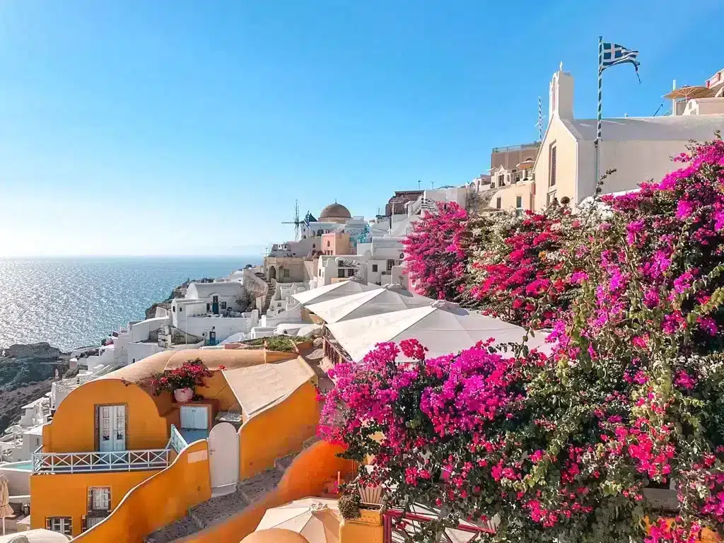 white and orange houses on a cliff in Santorini with bright pink flowers covering them