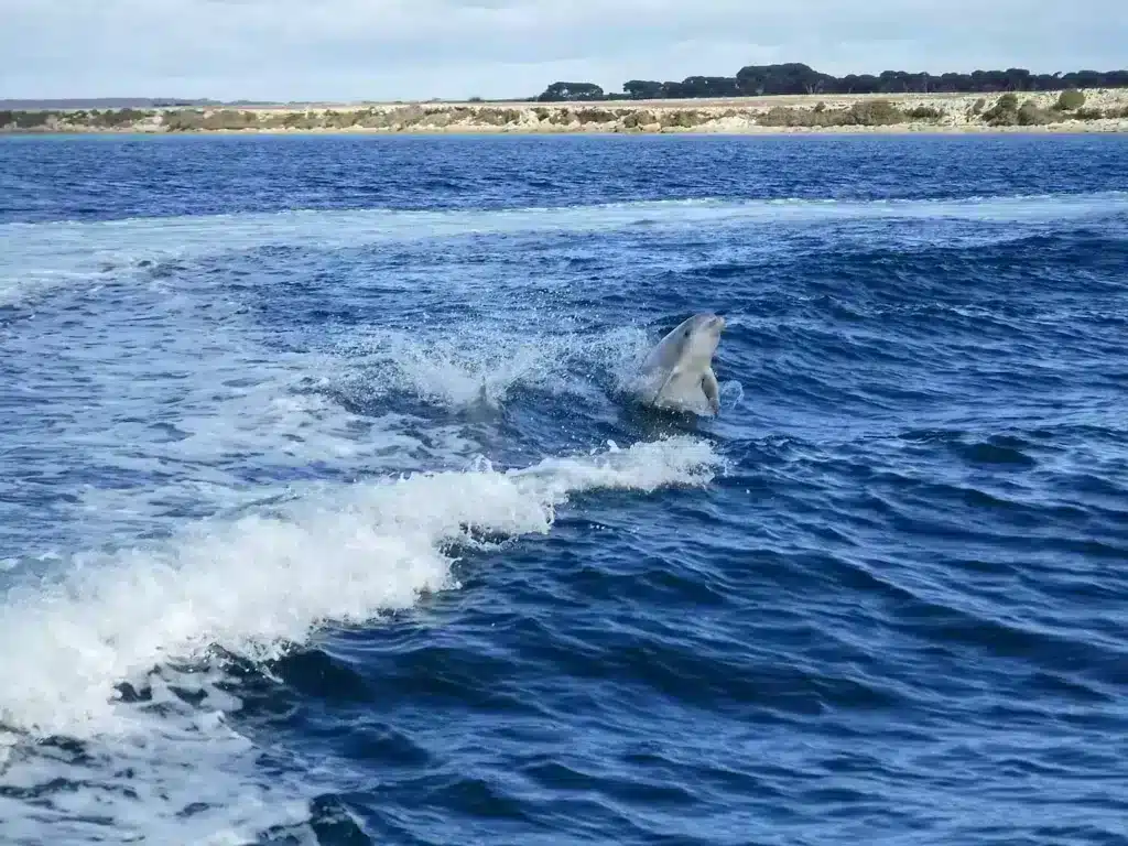 Picture of dolphins jumping out of blue ocean in Kangaroo island lifetime destination 