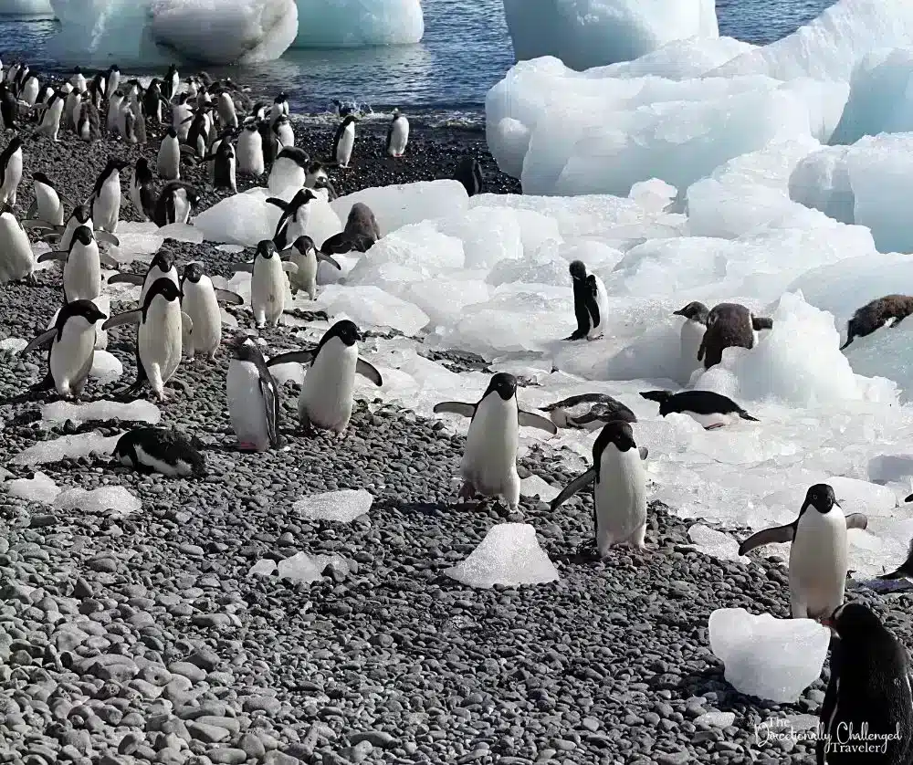 cute penguins in antarctica 