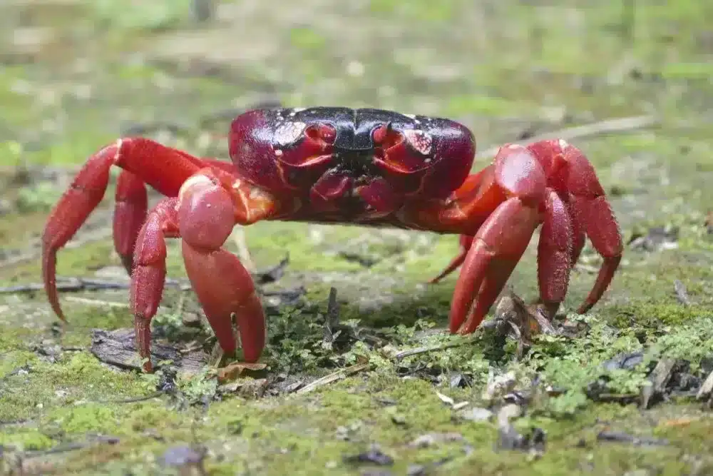 Cute red crab on the Christmas islands lifetime destinations