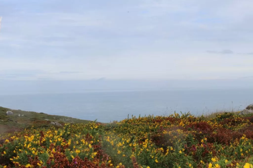 Beautiful fields of flowers overlooking the ocean in Snowdonia