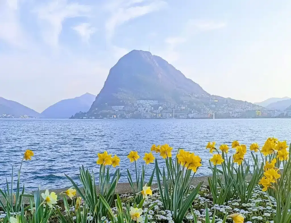 Beautiful yellow daffodils in full bloom in front of scenic lake and high mountain in the background