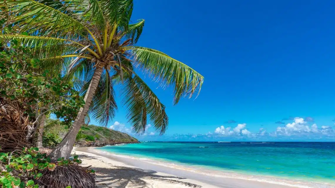 Aruba beach with Palm tree