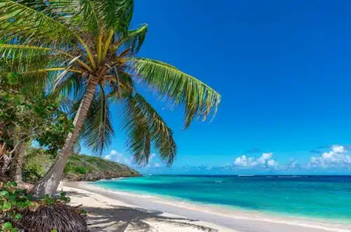 Aruba beach with Palm tree