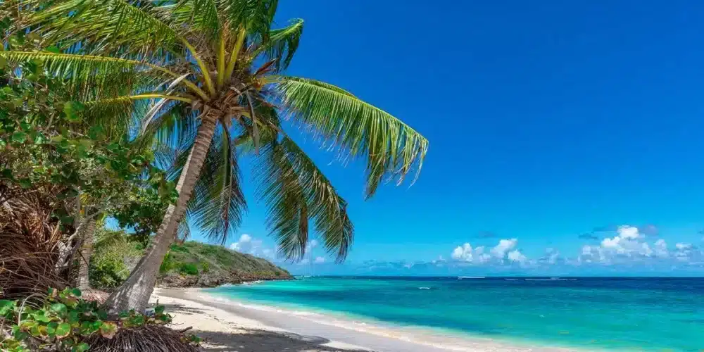 Aruba beach with Palm tree