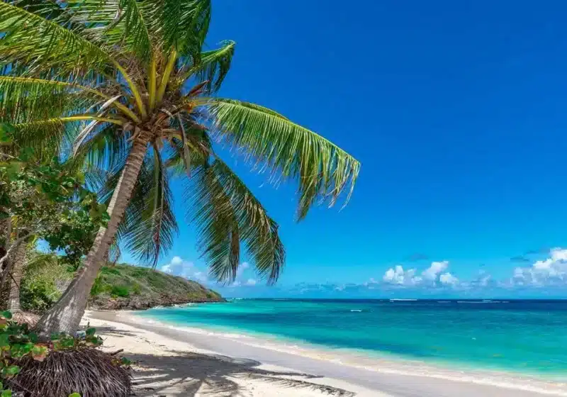 Aruba beach with Palm tree