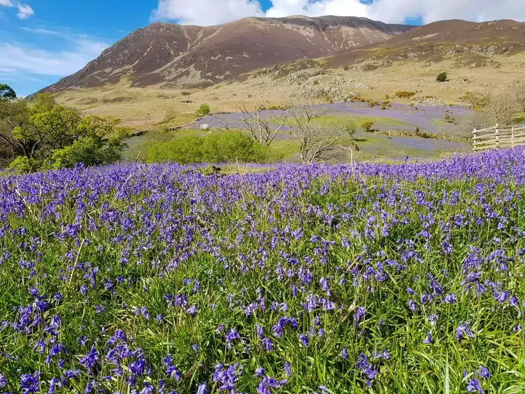 Bluebells on a meadow in front of big mountain in England