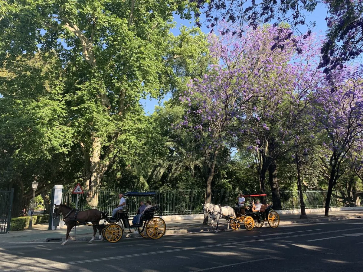 Picture of two horse carriages in a park in front of beautiful trees with purple flowers