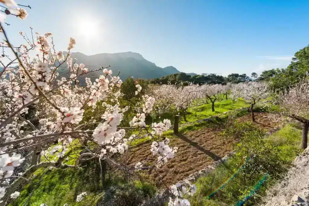 Picture of beautiful Almond trees in a row while in full bloom with white and pink flowers in front of stunning mountains
