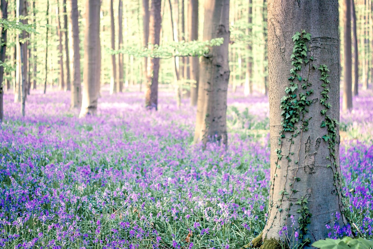 stunning bluebell forest in belgium