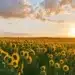 sunflowers in the dordogne at sunset