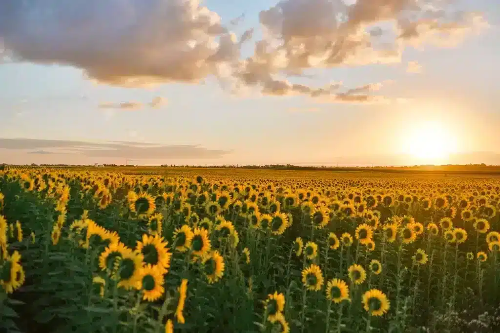 sunflower field at sunset in the south-west of France