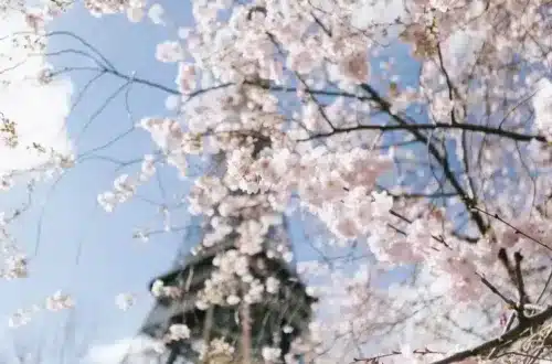 Paris Cherry Blossom