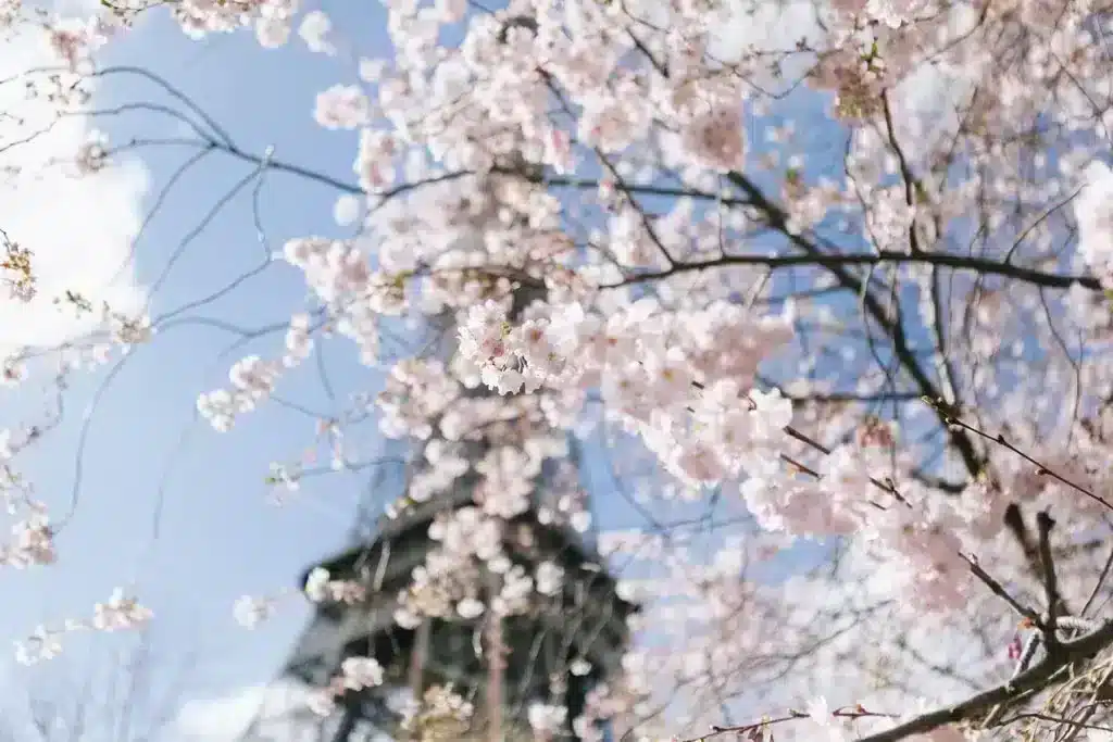 Paris Cherry Blossom