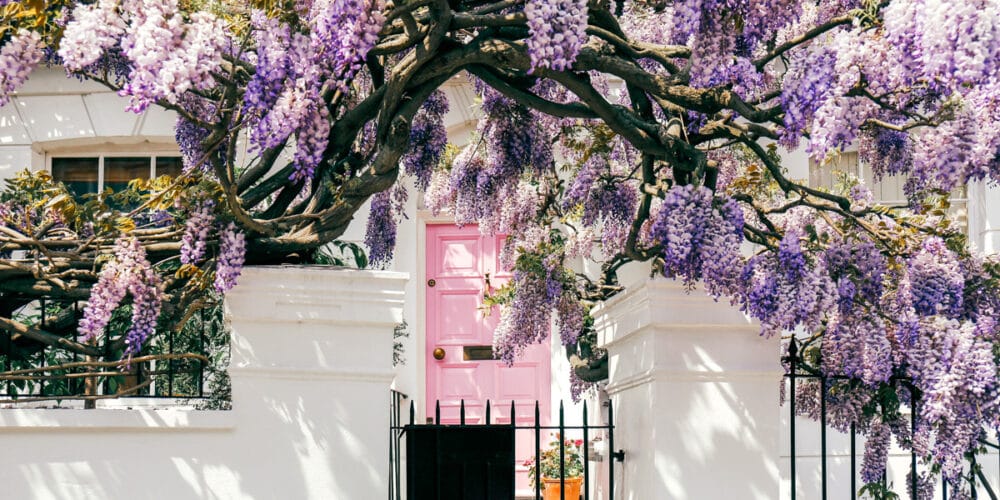 a beautiful doorway in london in spring covered in wisteria