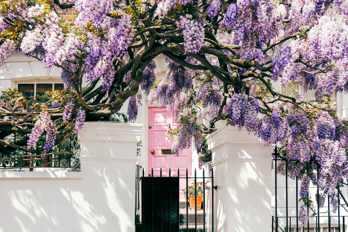 a beautiful doorway in london in spring covered in wisteria