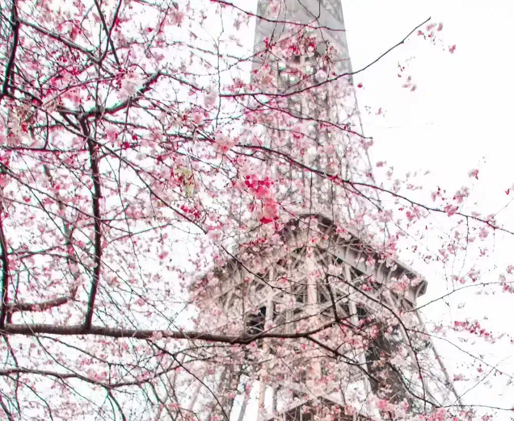 Cherry blossom in front of Eiffel Tower 