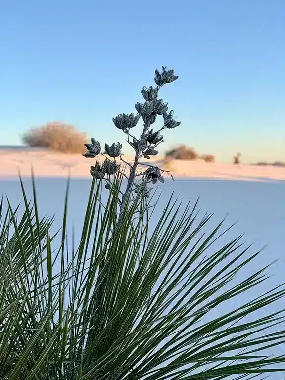 White Sands National Park in New Mexico flower in the white desert at sunset 