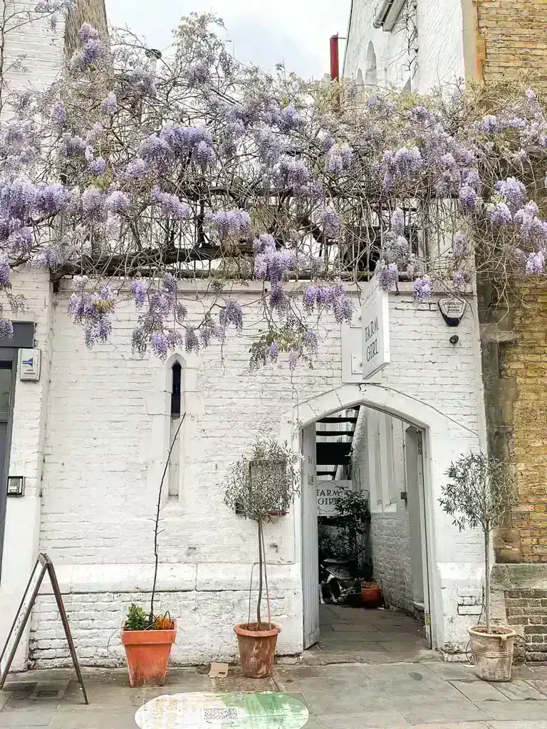 Wisteria in London hanging off a building
