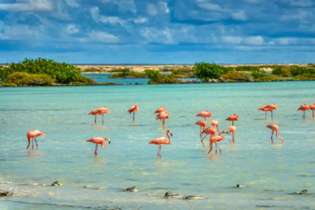 Flamingos in bonaire drinking in the water 