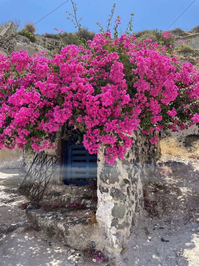 Traditional cave house in Santorini with pink flowers to decorate it 