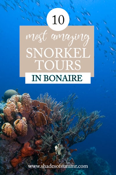 picture of coral with text 10 most amazing snorkel tours in bonaire