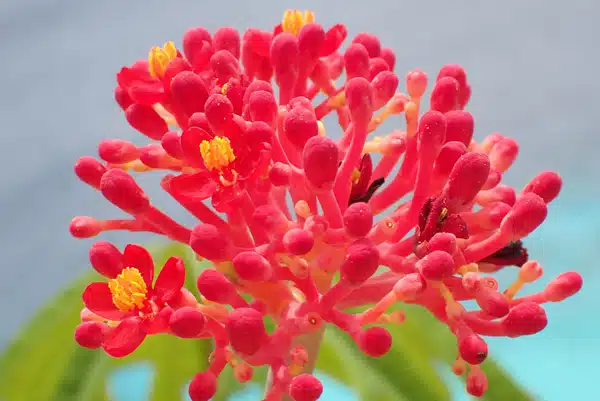 beautiful red coral underwater 