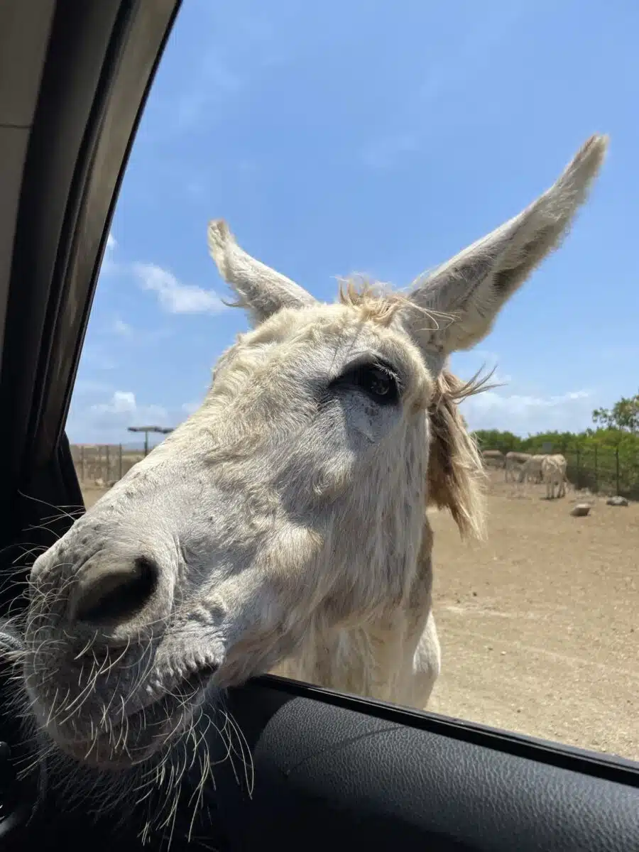 donkey holding head inside the car in bonaire donkey sanctuary