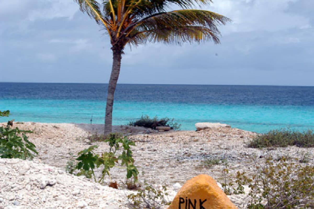 diving site in bonaire with lots of stones and palm tree
