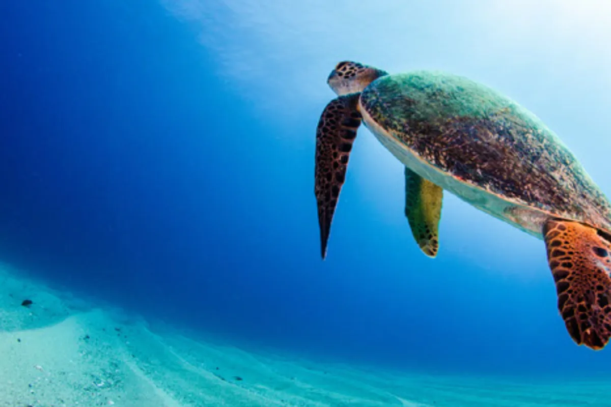 sea turtle swimming in deep blue water 