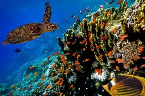 Sea Turtle eating coral