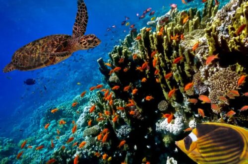 Sea Turtle eating coral