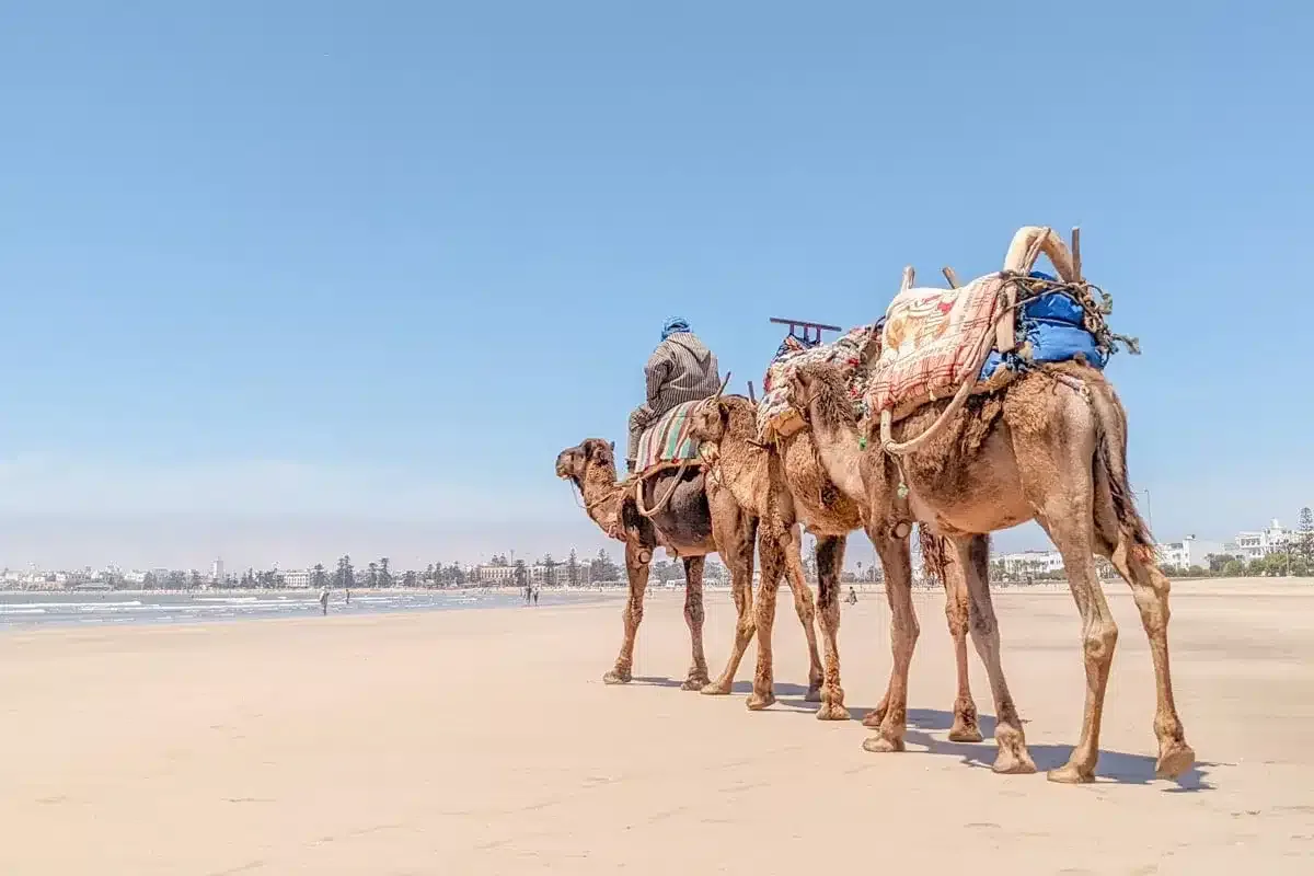 Camels on a beach with a person riding them 