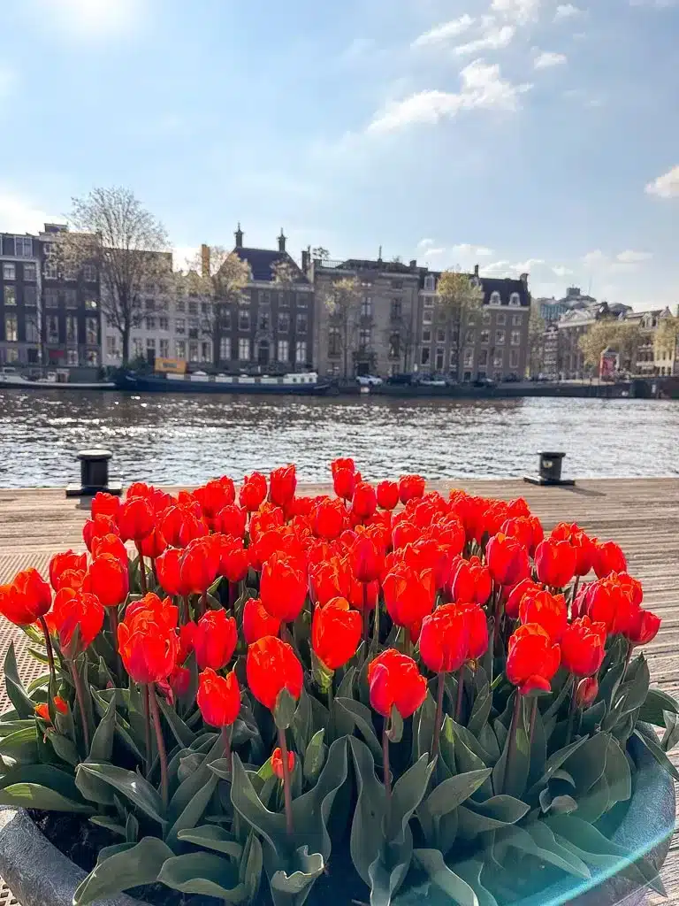 picture of tulips in amsterdam with some cute houses in the background