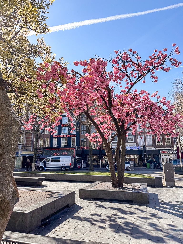 spring in amsterdam cherry blossom tree