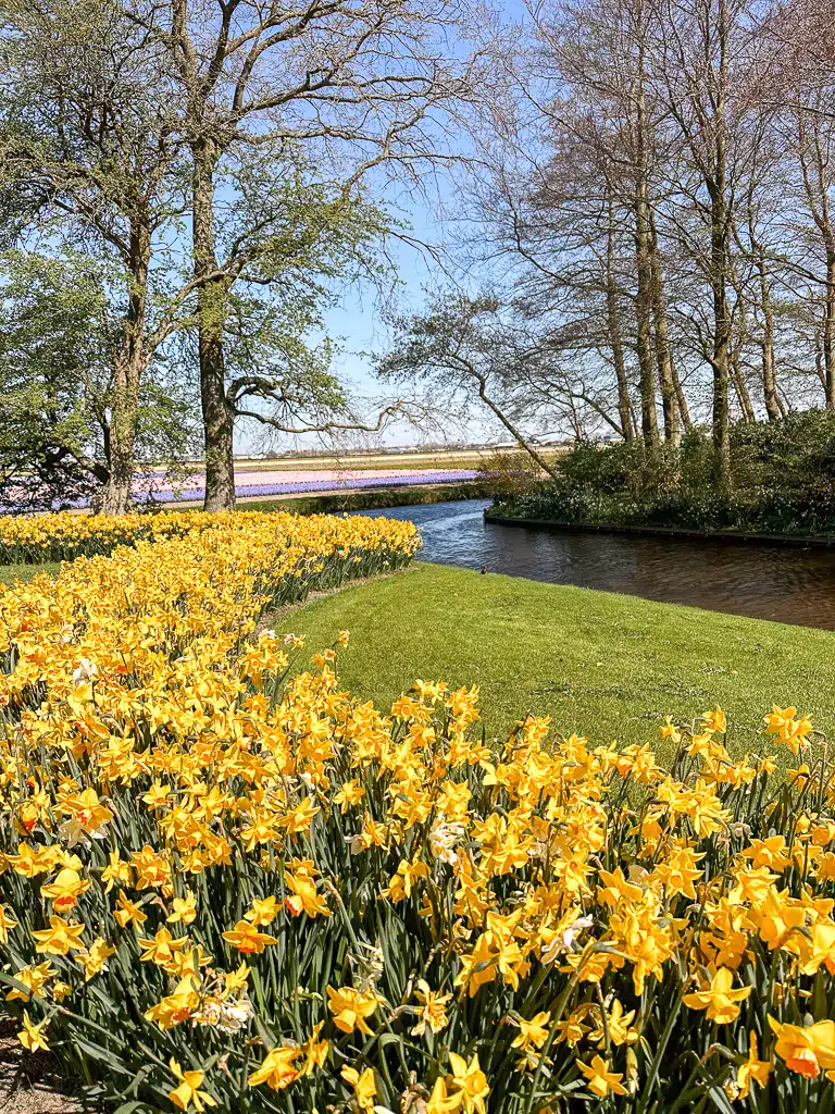 yellow flowers on a field next to a small river with colorful flowers in the background