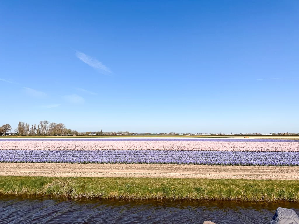 Flower fields in Lisse, Amsterdam