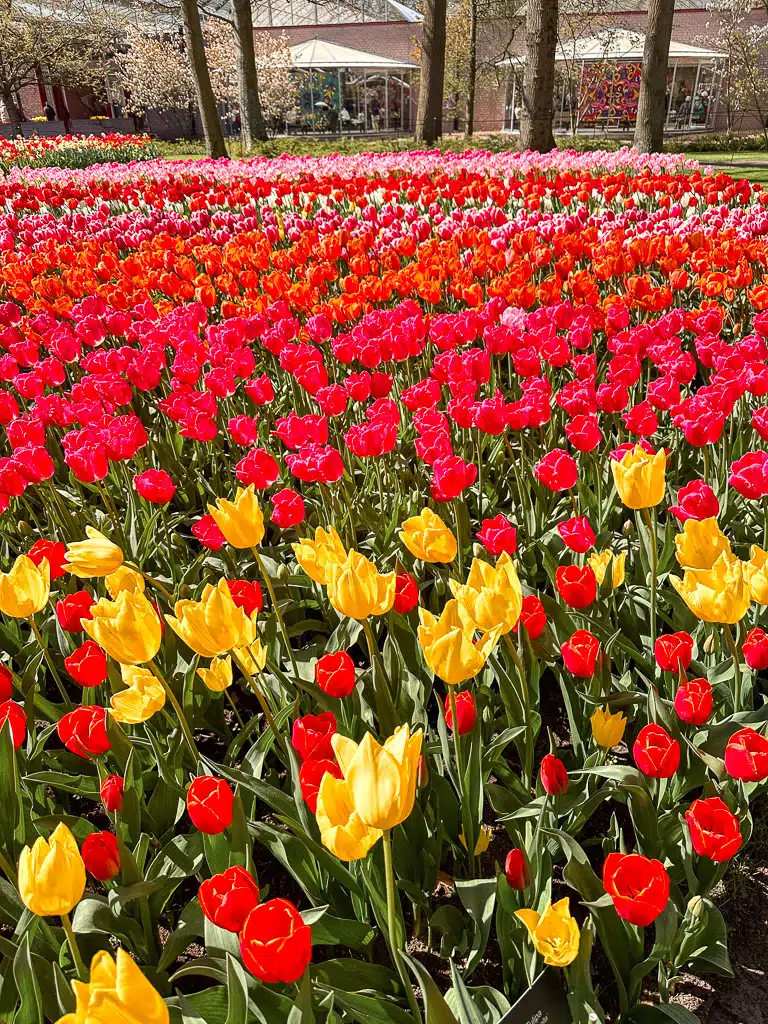 colorful tulip fields in the Keukenhof