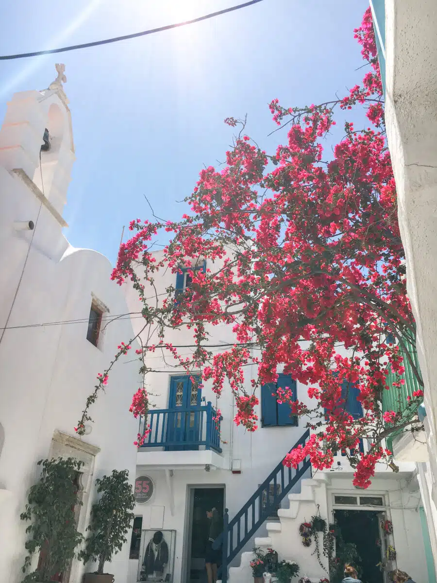 A charming street in Mykonos, adorned with vibrant pink bougainvillea, contrasting against white-washed walls and colorful doors, embodying the island's picturesque aesthetic. This is my biggest reason why Mykonos is worth visiting