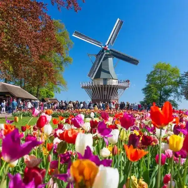 Is The Keukenhof Tulip Festival Worth Visiting?