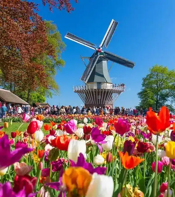 Is The Keukenhof Tulip Festival Worth Visiting?