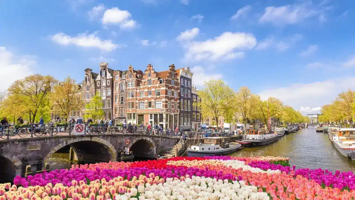 flowers in amsterdam with typical dutch buildings in the background