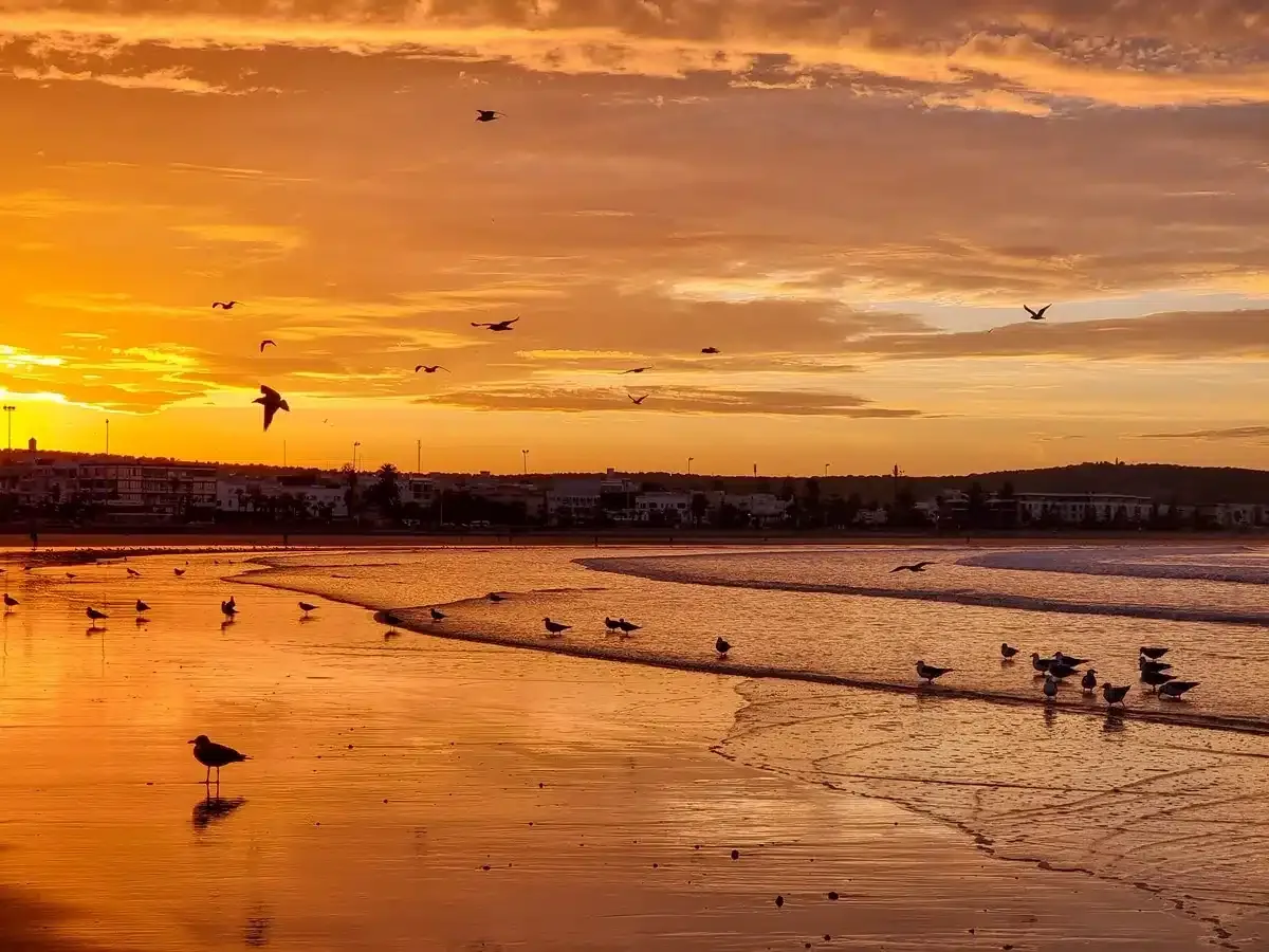 sunset by the ocean with birds